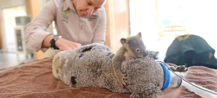 Μωρό κοάλα κρατάει τη μαμά του που κάνει εγχείρηση
